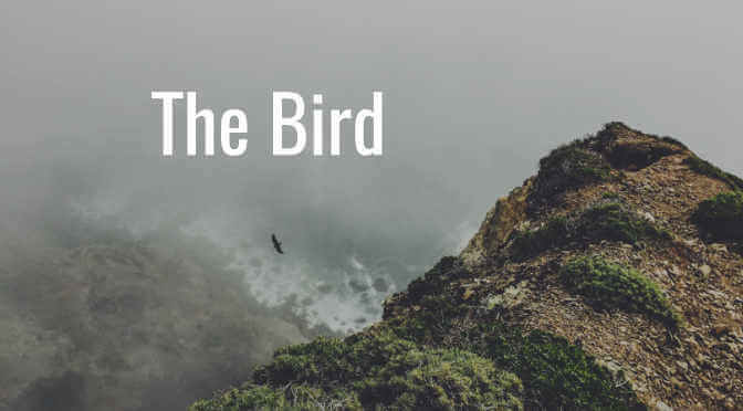 The Parable of the Bird Pt. 2: The Bird